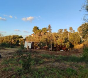 מאיוצ'קה עגלת קפה חדשה מושב גמזו בשפלה תמונה של העגלה מרחוק