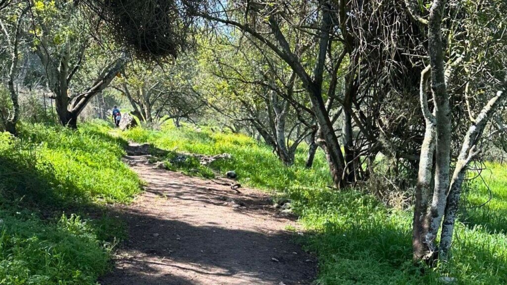טיול ברמות מנשה תמונה של סובב דליה