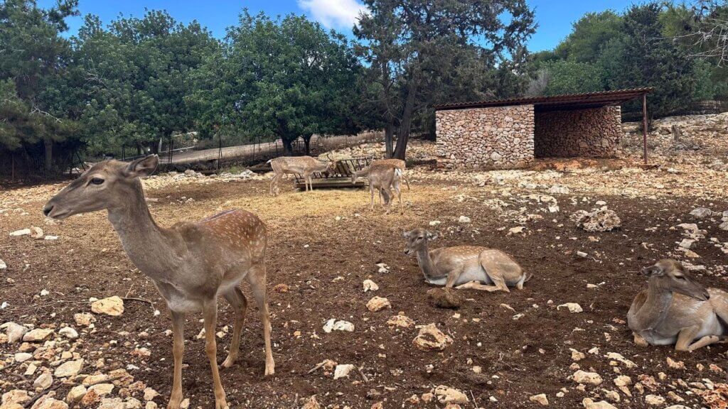 טיול לכרמל תמונה של החי בר