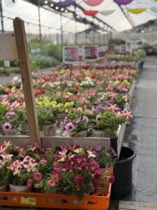 ויורו קפה עגלת קפה משתלת בלבן אשקלון תמונה של